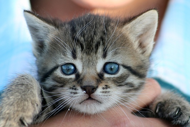 Chaton