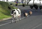 automobiliste ou vache à lait ?