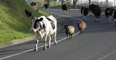 automobiliste ou vache à lait ?