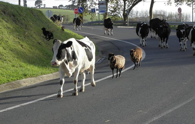 automobiliste ou vache à lait ?