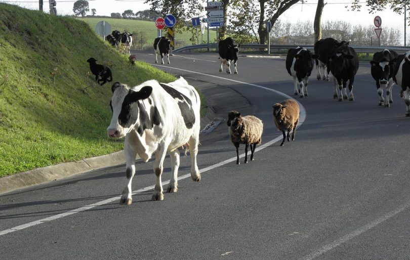 automobiliste ou vache à lait ?